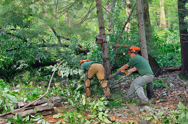 Best Mulching Services  in USA